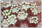 Green Flower Pot Coral Frag